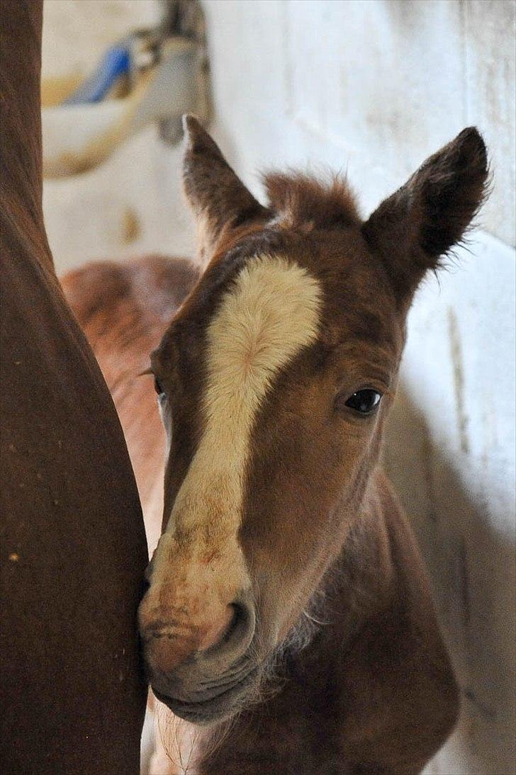 Anden særlig race Nice Surprice billede 6