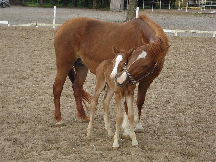 Anden særlig race Nice Surprice - ude første gang, få timer gammel og med en mor som er glad for sin lille baby billede 13