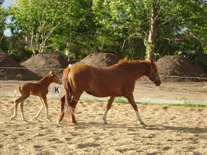 Anden særlig race Nice Surprice billede 14