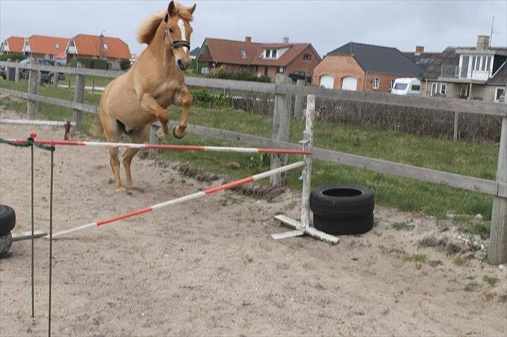 Anden særlig race Aslan  (tidl hest) billede 6