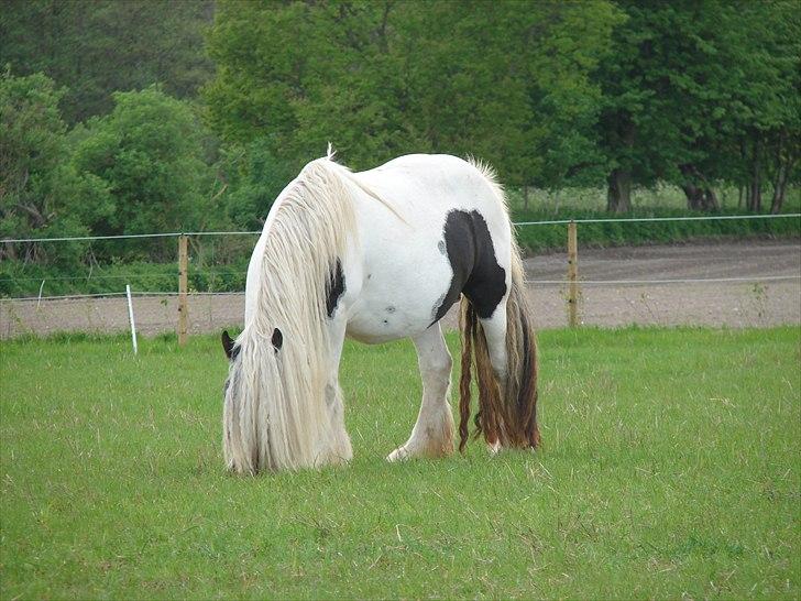 Irish Cob Karen af Høvegård billede 1