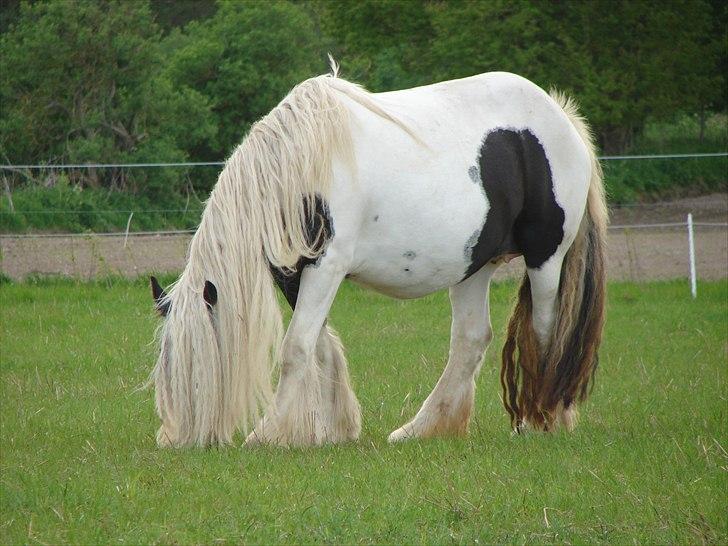 Irish Cob Karen af Høvegård billede 2