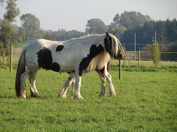 Irish Cob Karen af Høvegård billede 3