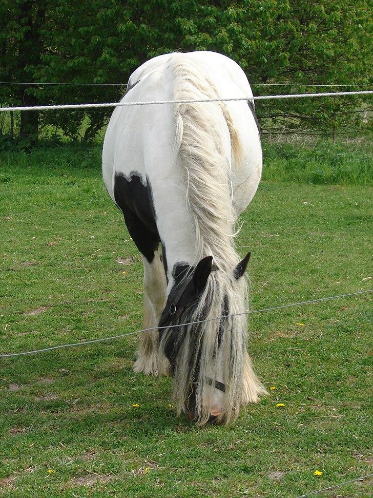 Irish Cob Karen af Høvegård billede 4