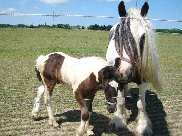 Irish Cob Karen af Høvegård billede 5