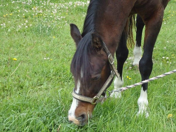 DSP Bitten firhøj billede 15