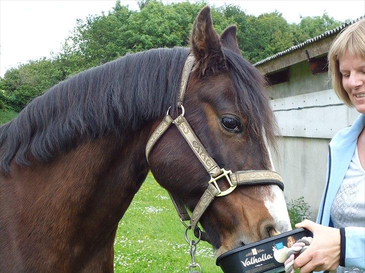 DSP Bitten firhøj billede 16