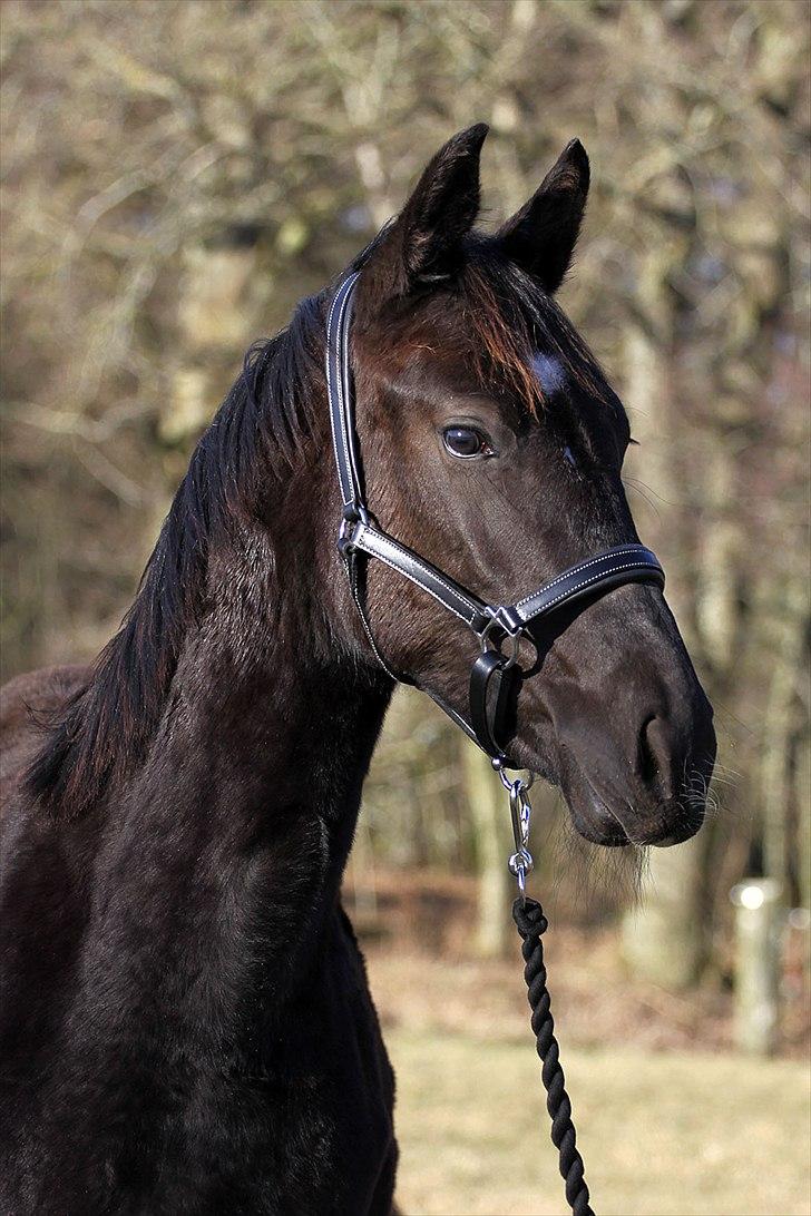 Oldenborg | Pandora billede 13