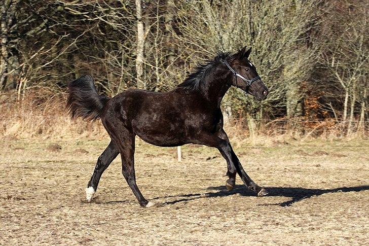 Oldenborg | Pandora billede 14