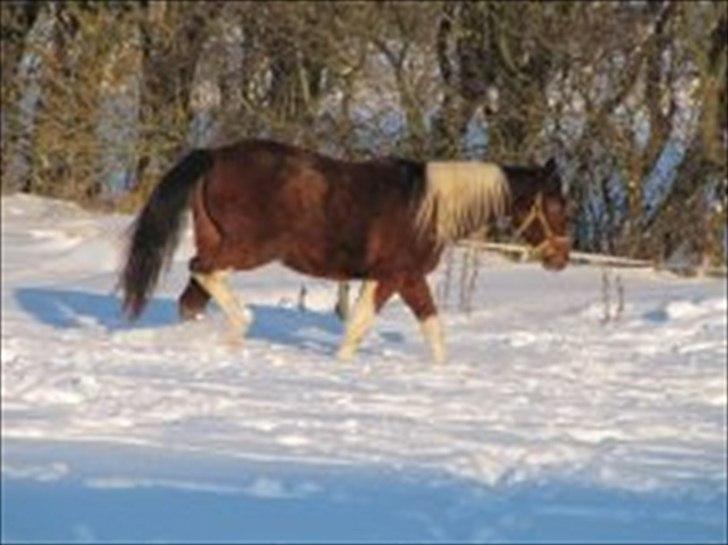 Amerikansk Paint Pony sjip misty blue - sjip i sneen billede 1