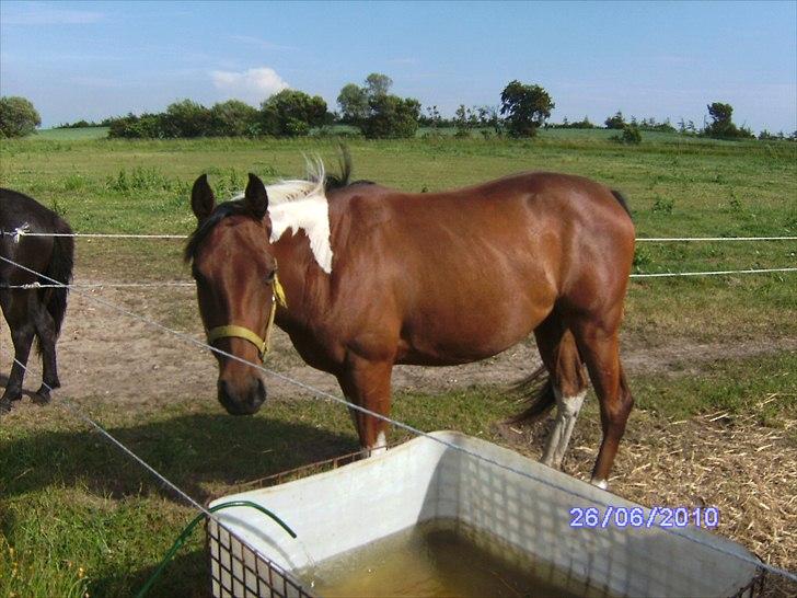 Amerikansk Paint Pony sjip misty blue - kom nu med snold billede 2