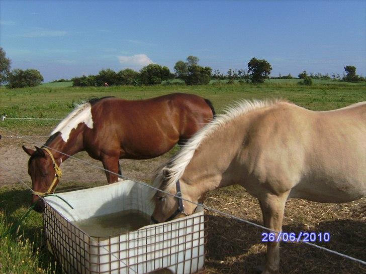 Amerikansk Paint Pony sjip misty blue billede 3