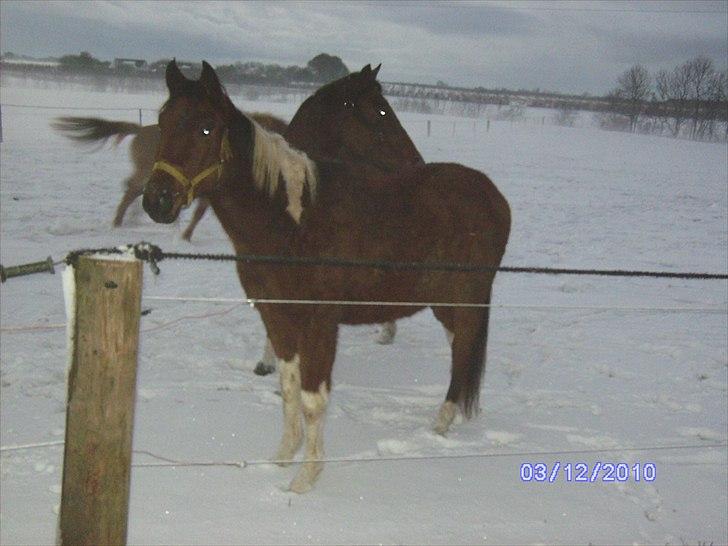 Amerikansk Paint Pony sjip misty blue - kom nu mor billede 4