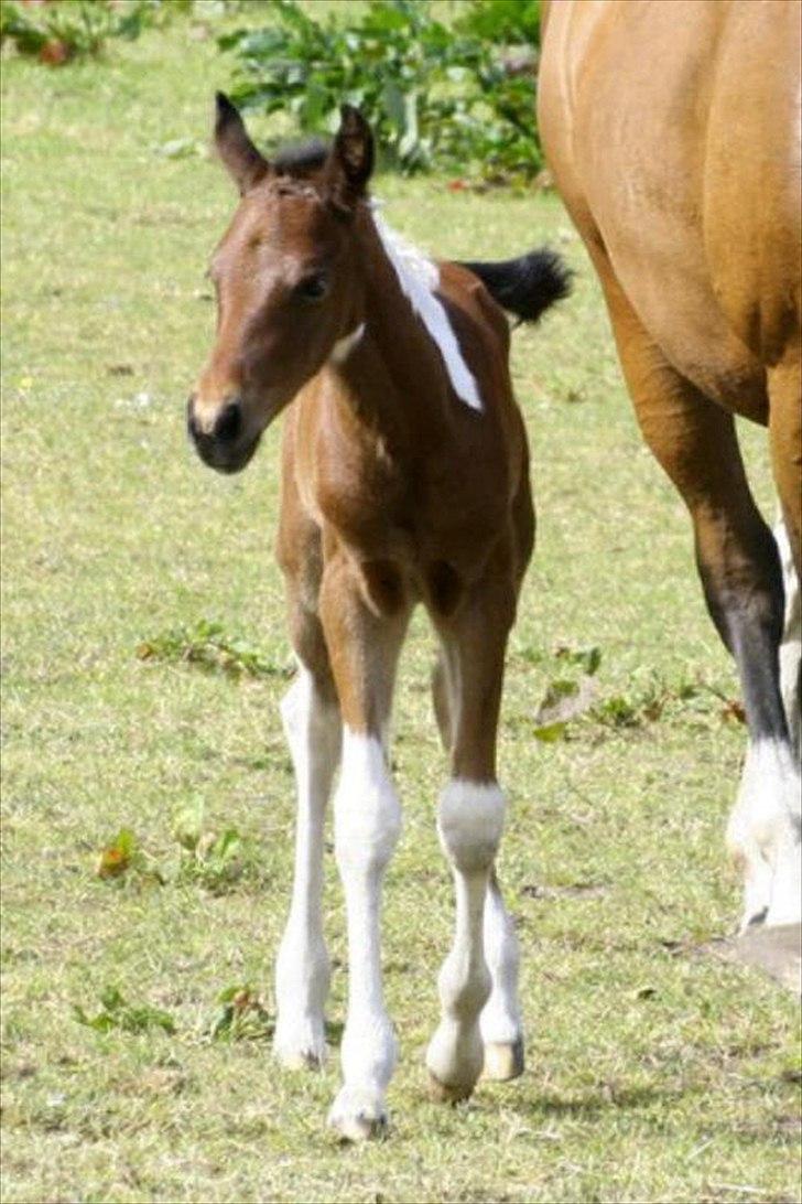 Amerikansk Paint Pony sjip misty blue - er jeg ikke sød billede 5