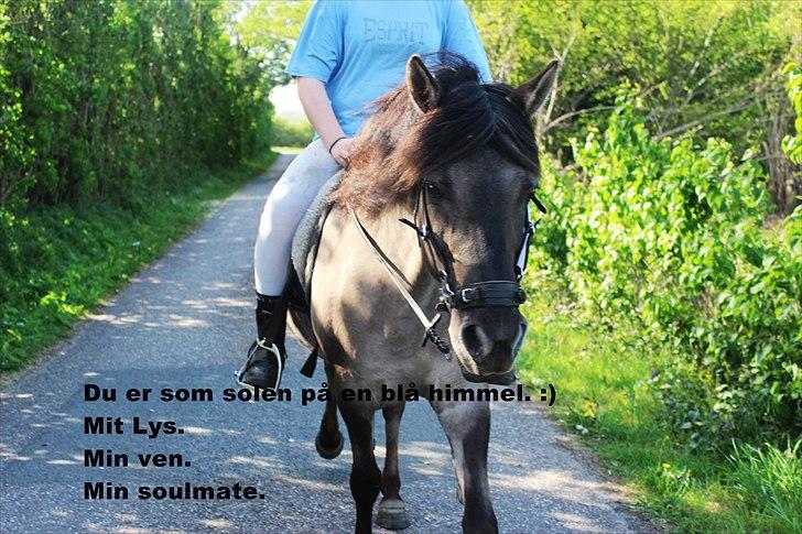 Konik Polski Tora R.I.P My ANGLE! billede 2