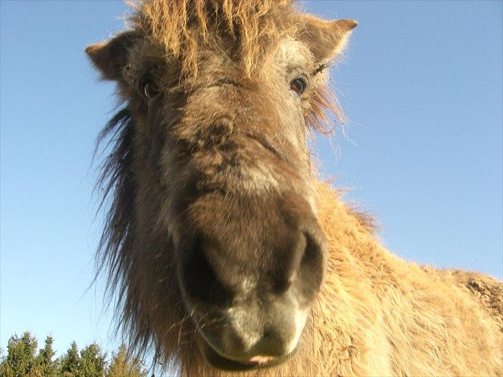 Islænder Siggi <3 R.I.P.  :( billede 1