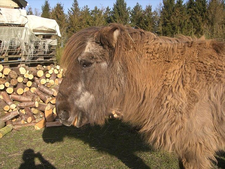 Islænder Siggi <3 R.I.P.  :( billede 15