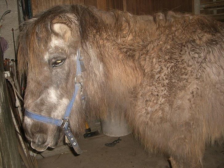 Islænder Siggi <3 R.I.P.  :( billede 13