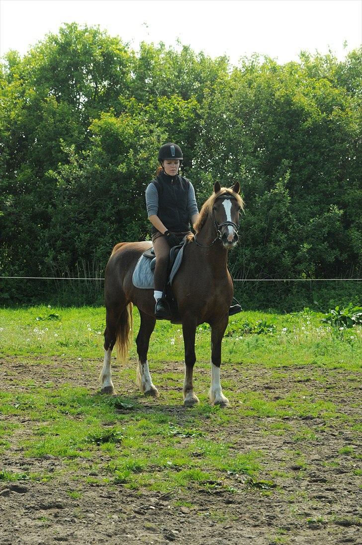 Welsh Cob (sec D) Dyrfal Rosebuds Last - Alle billeder er taget af: Lars Hobel (PhotoCare Esbjerg) billede 6