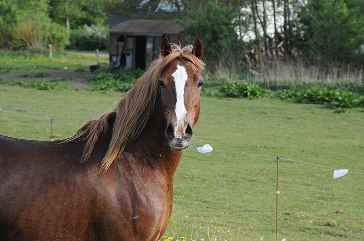 Welsh Cob (sec D) Dyrfal Rosebuds Last billede 7