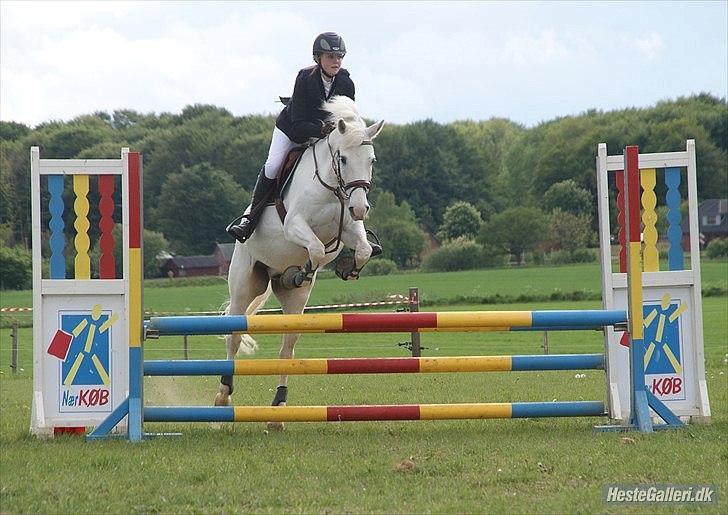 Anden særlig race SILVER - solgt billede 13