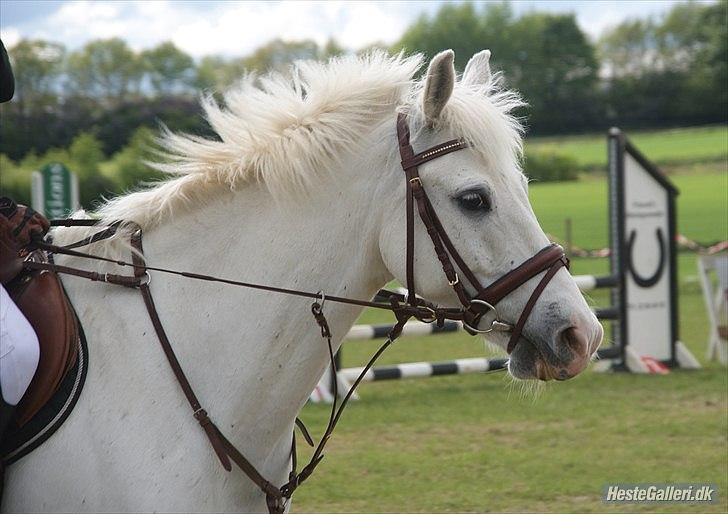 Anden særlig race SILVER - solgt billede 14