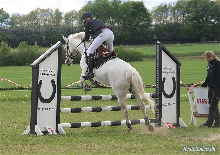 Anden særlig race SILVER - solgt billede 15