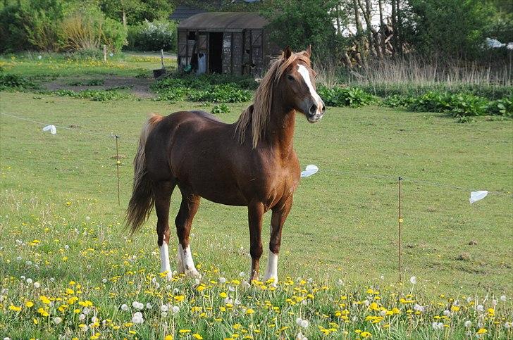 Welsh Cob (sec D) Dyrfal Rosebuds Last billede 8