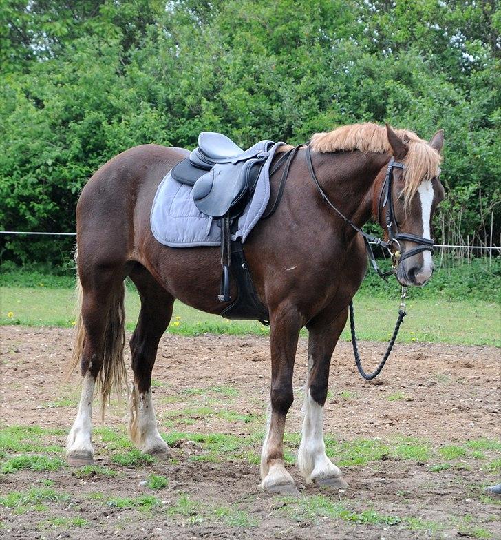 Welsh Cob (sec D) Dyrfal Rosebuds Last - 15. maj 2011.  billede 9