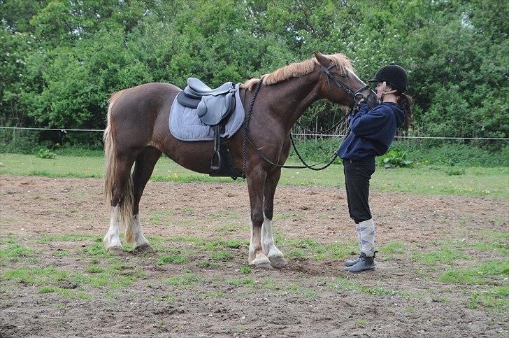 Welsh Cob (sec D) Dyrfal Rosebuds Last billede 10