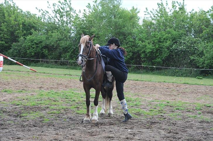 Welsh Cob (sec D) Dyrfal Rosebuds Last billede 12