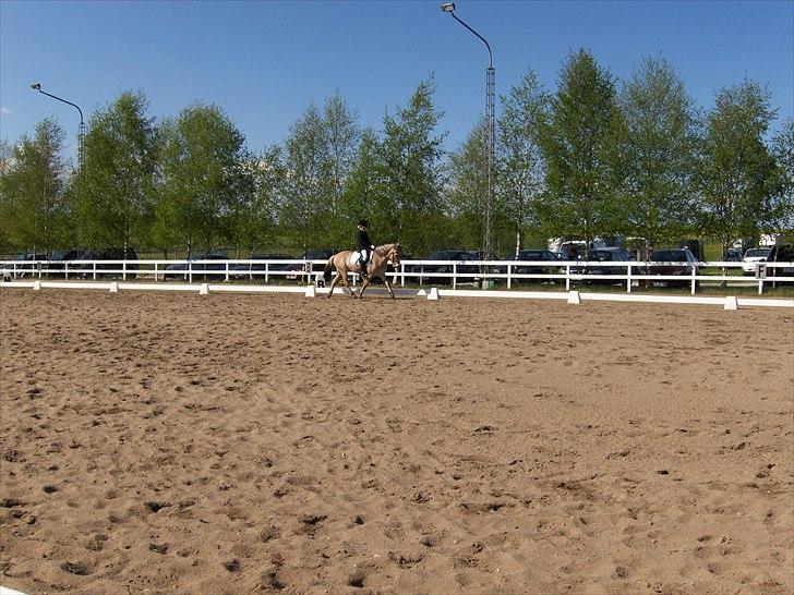 Fjordhest Chaplin - Lindegården 30 april... delt 1 plads 65,8% billede 12