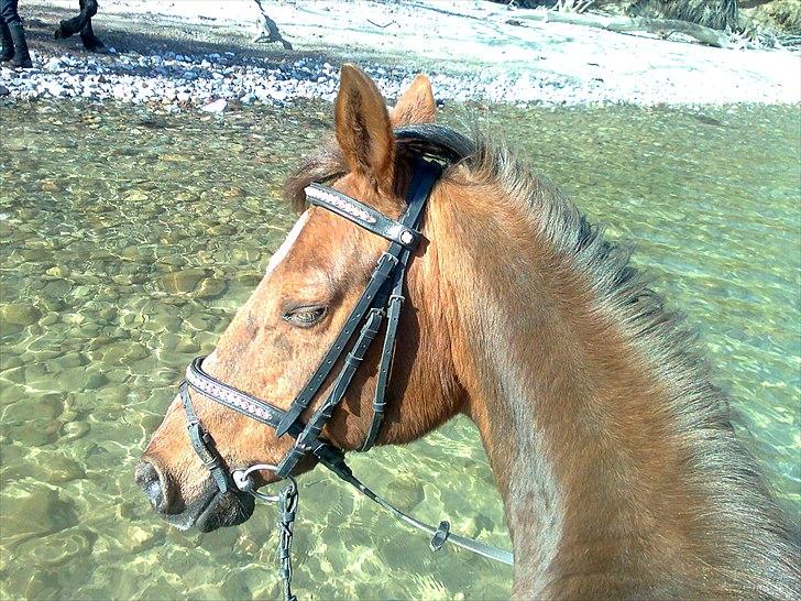 Hollandsk Sportspony Daisy billede 19