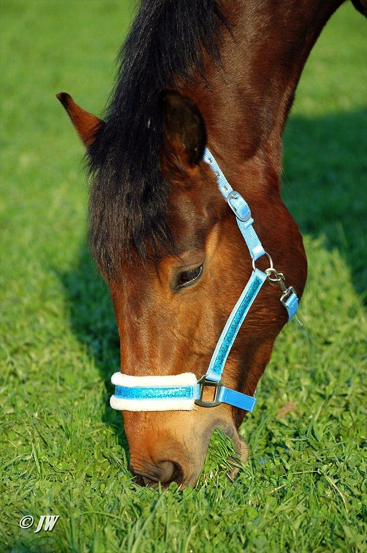 Anden særlig race Stauslykkes Le'Cato - © JW April 2011 billede 19