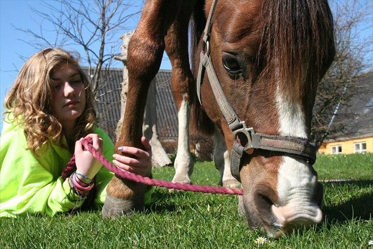 Arabisk fuldblod (OX) Skovlys Tonado billede 15