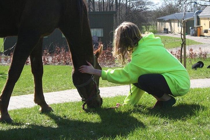 Arabisk fuldblod (OX) Skovlys Tonado billede 16