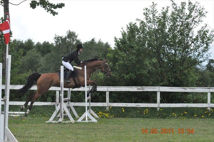 Dansk Varmblod Chili Z Ramona - Chili og jeg i en LD på SPS :D Stjerne hest  billede 18