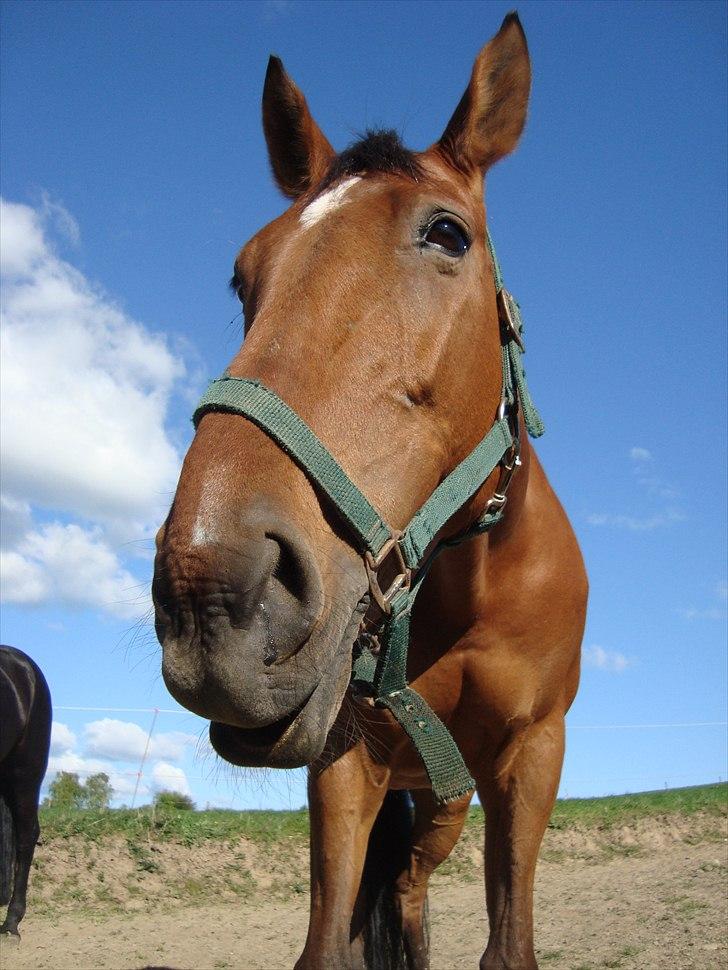 Dansk Varmblod Chili Z Ramona - Haha, min grimling! <3 På fold med Sille..  billede 19