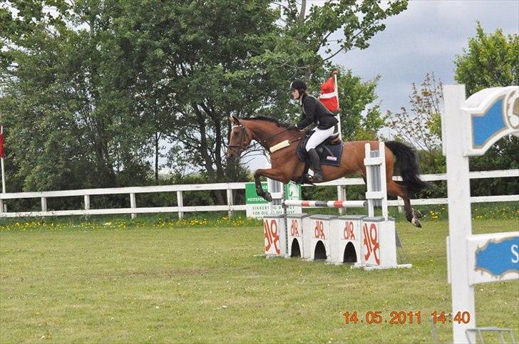 Dansk Varmblod Chili Z Ramona - Chili og jeg til stævne på SPS - Stjerne hest! <3 billede 20