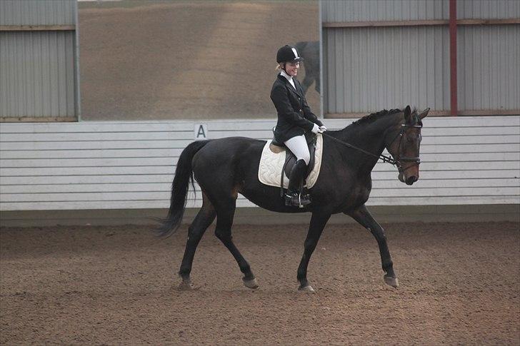 Dansk Varmblod Sun Shine  billede 16