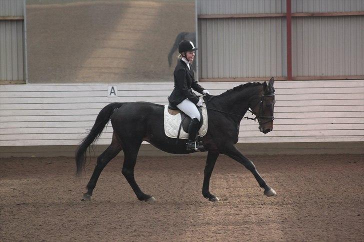 Dansk Varmblod Sun Shine  billede 17