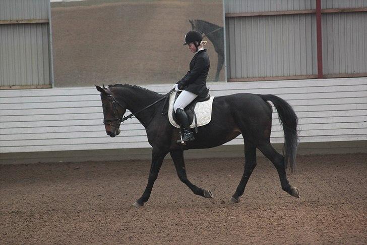 Dansk Varmblod Sun Shine  billede 18