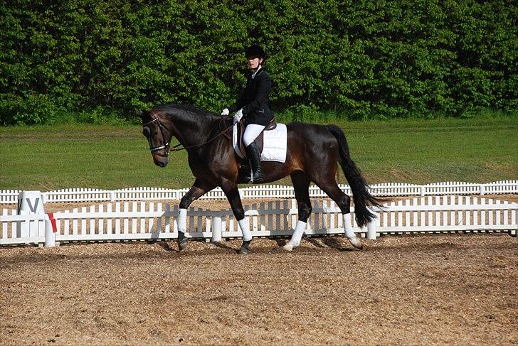 Anden særlig race Shanghai billede 18