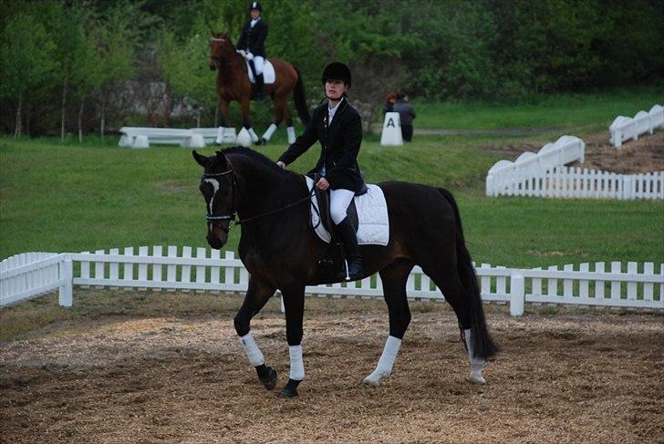 Anden særlig race Shanghai billede 19