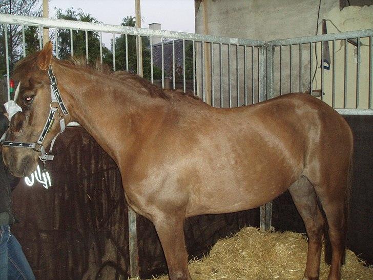 Anden særlig race laura solgt billede 1