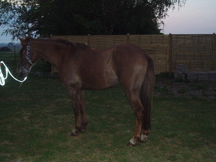 Anden særlig race laura solgt billede 3