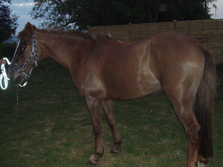 Anden særlig race laura solgt billede 4