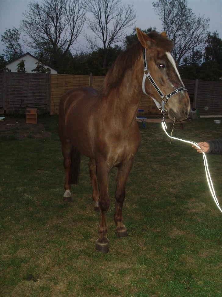 Anden særlig race laura solgt billede 7