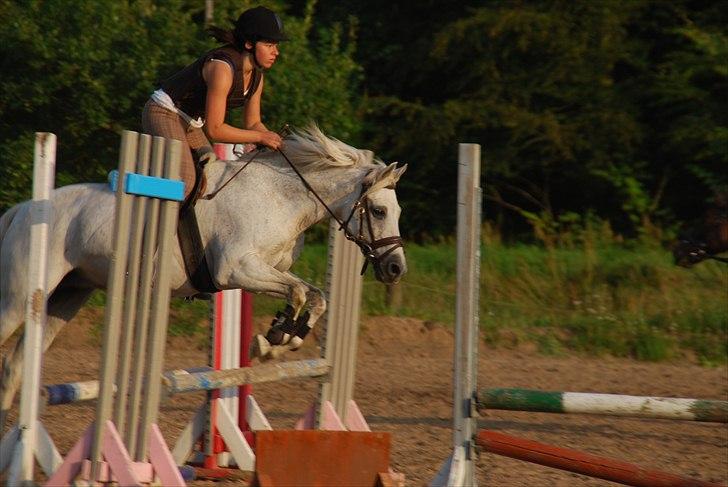 New Forest Til's Gustaaf billede 11