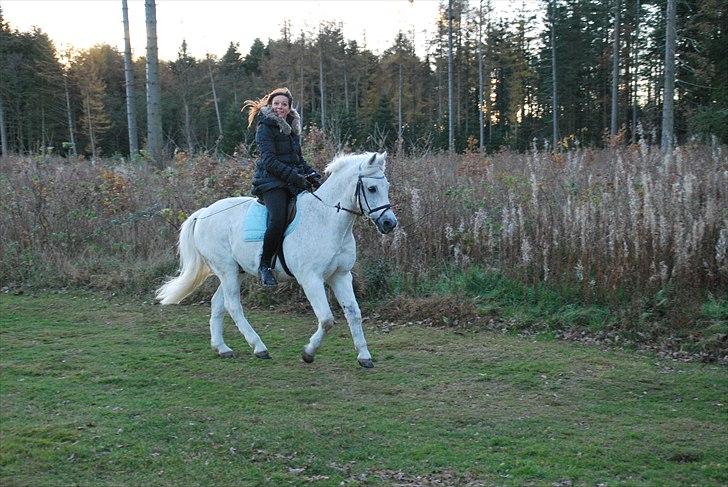 New Forest Til's Gustaaf billede 8